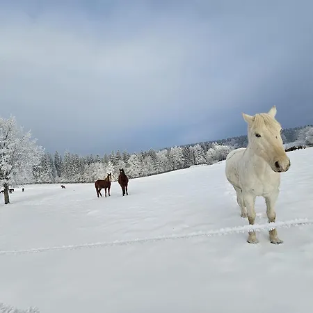 펜션 Dom Podgorze 23