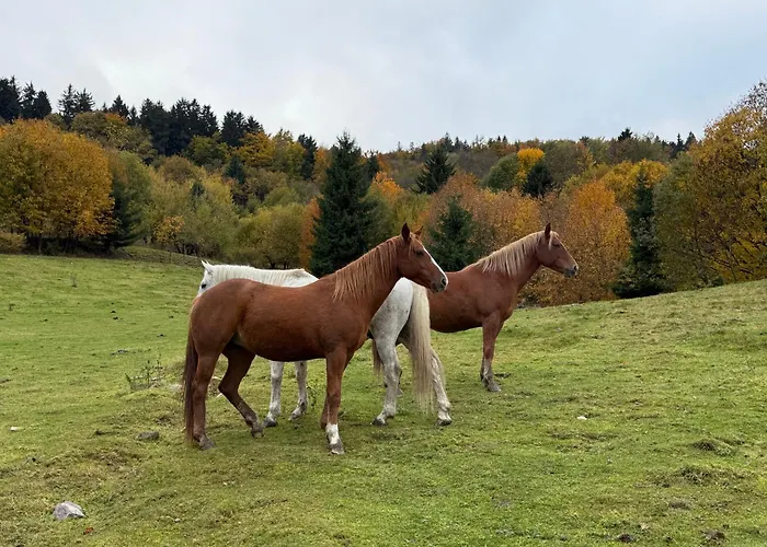 Dom Podgorze 23 펜션 *